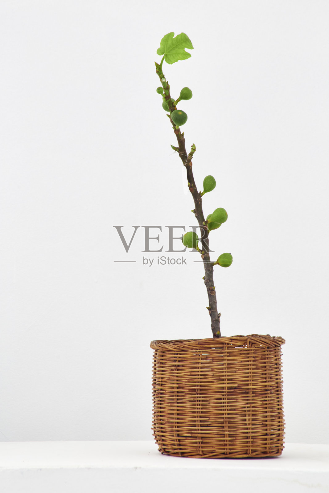 小无花果树和无花果果实在花盆里照片摄影图片