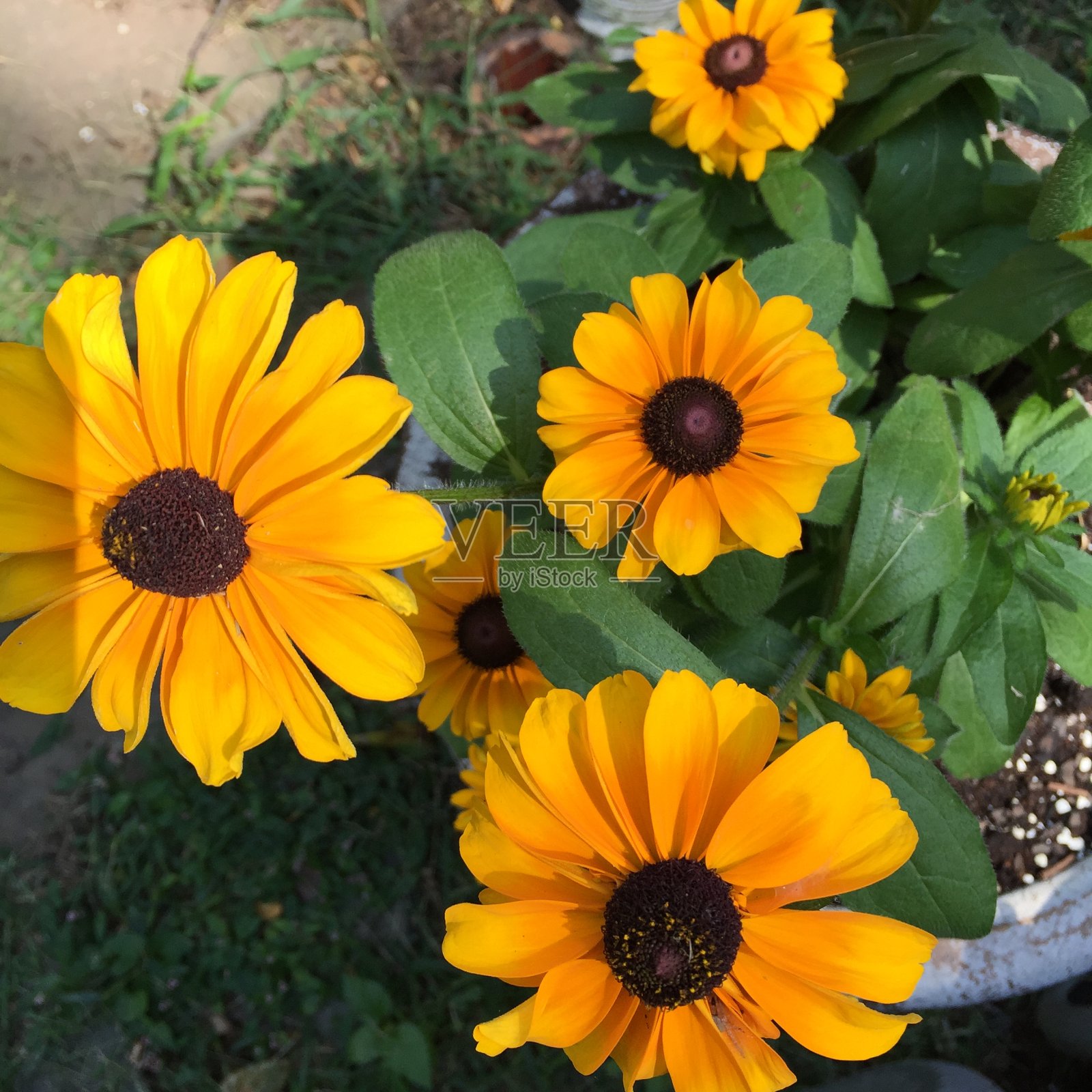 黑眼苏珊特写照片摄影图片