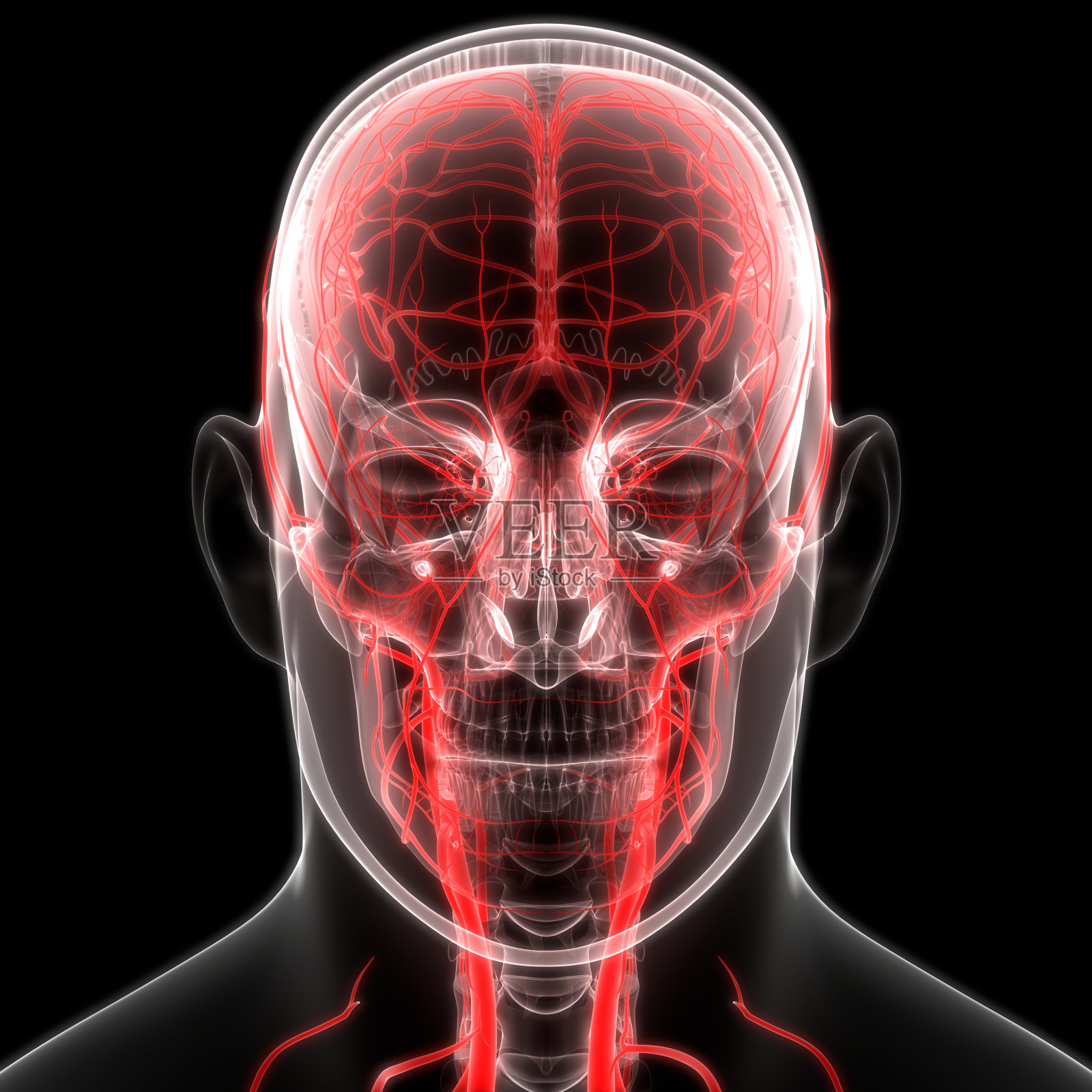 人体循环系统动脉和静脉解剖照片摄影图片