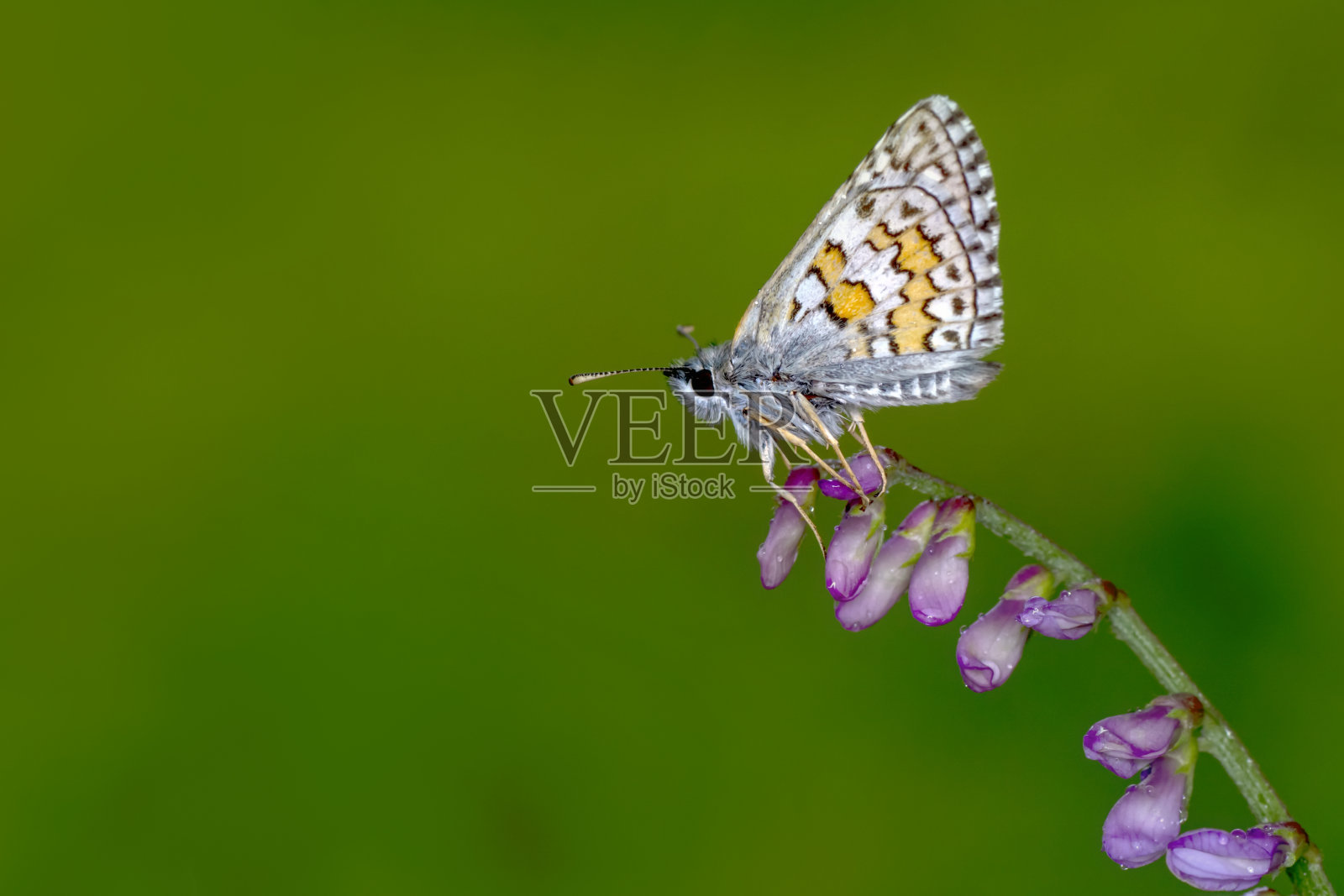 植物小枝蛾的微距摄影。照片摄影图片
