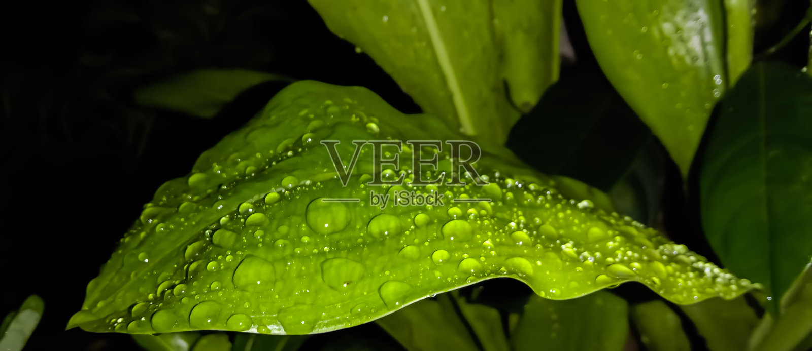 水滴在树叶上照片摄影图片