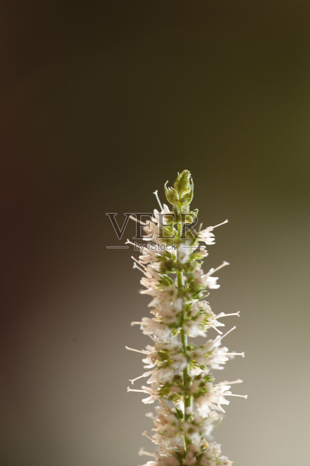 薄荷花茎宏观孤立的背景照片摄影图片