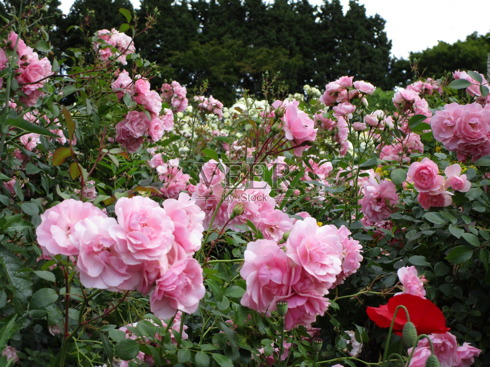 2020年女王伊丽莎白公园玫瑰花园，甜美的夏天，精致的粉色皇家博尼卡玫瑰照片摄影图片