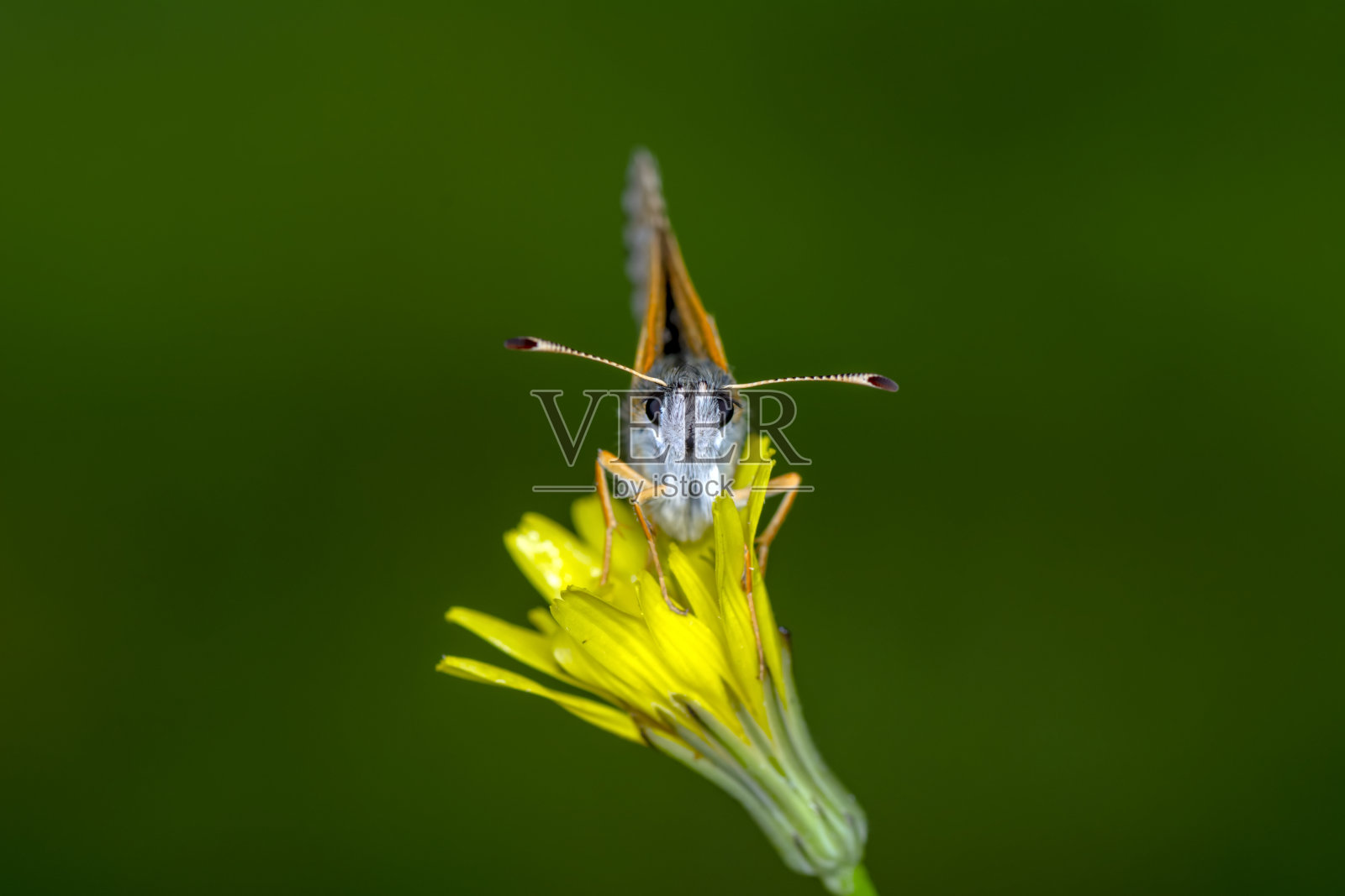 微距镜头，美丽的蝴蝶照片摄影图片