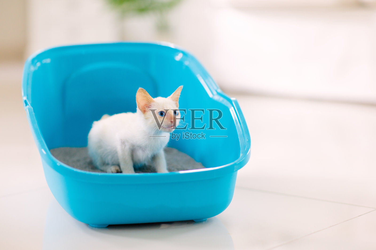 猫在砂盆里。小猫在厕所。家庭宠物护理照片摄影图片