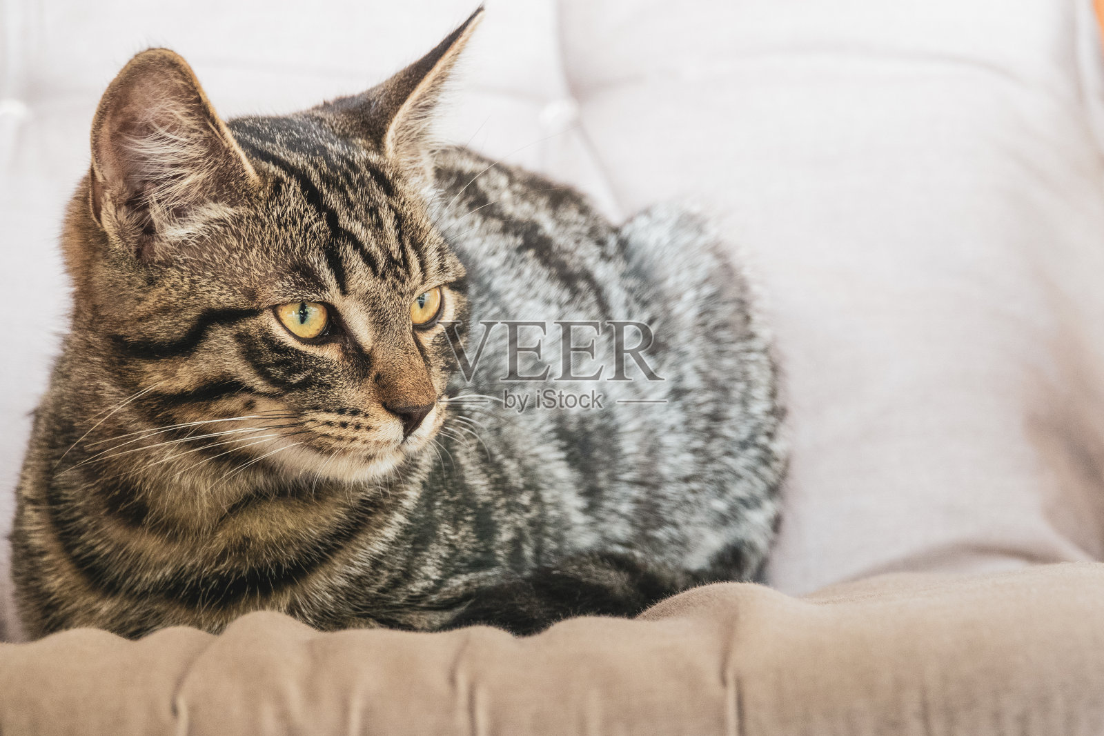 欧洲灰色短毛小猫悠闲地坐在沙发上照片摄影图片