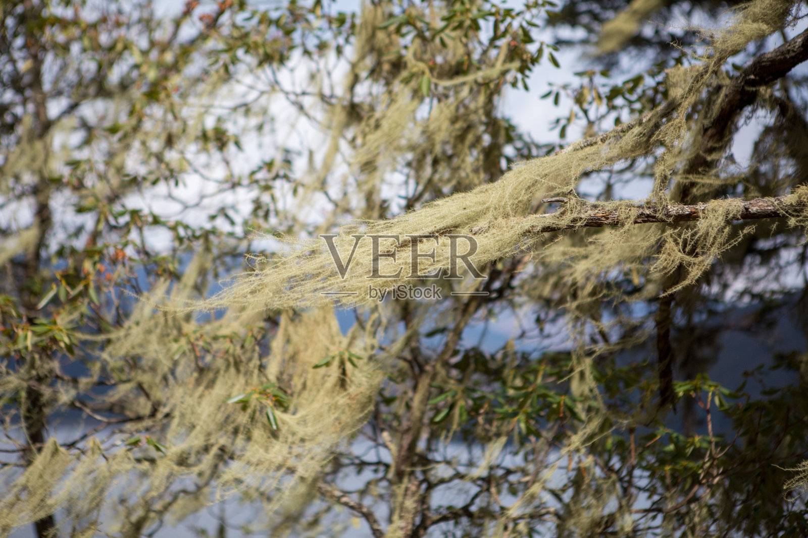 中国的苔藓树照片摄影图片