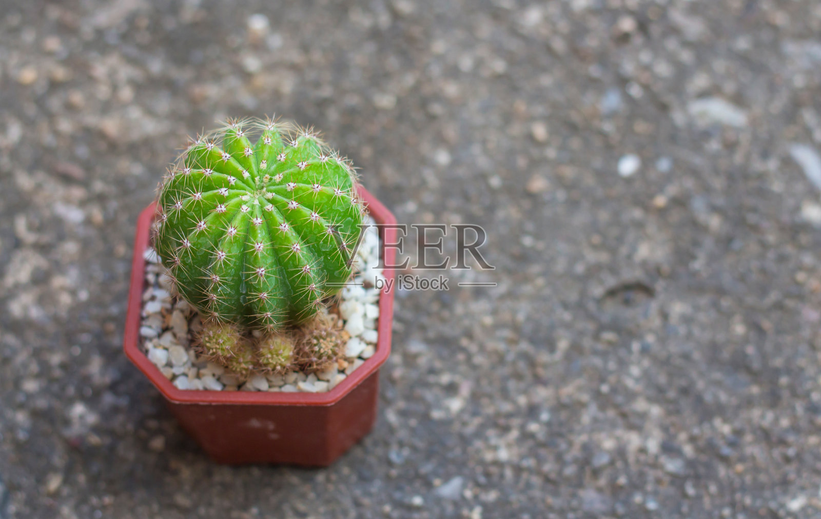 Echinopsis calochlora是一种有着绿色茎的仙人掌。照片摄影图片
