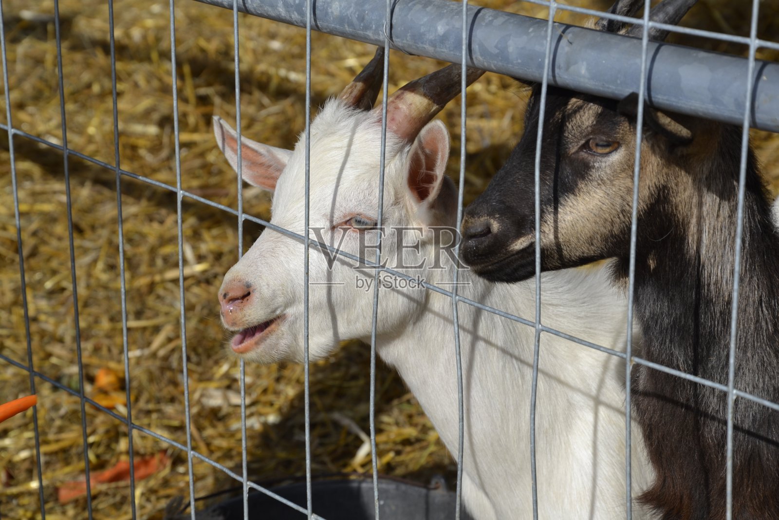 小可爱的白色和黑色的棕色山羊正在说，在网后面，在栅栏后面的农场等着胡萝卜食物照片摄影图片