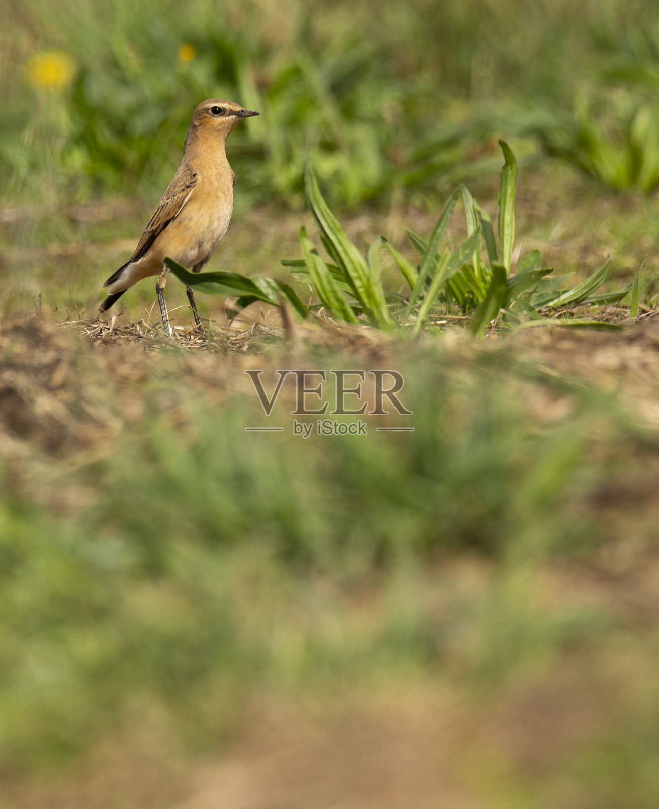 葡萄牙布拉加“蒙特多皮科托”自然公园里的一种黄色野鸟。照片摄影图片