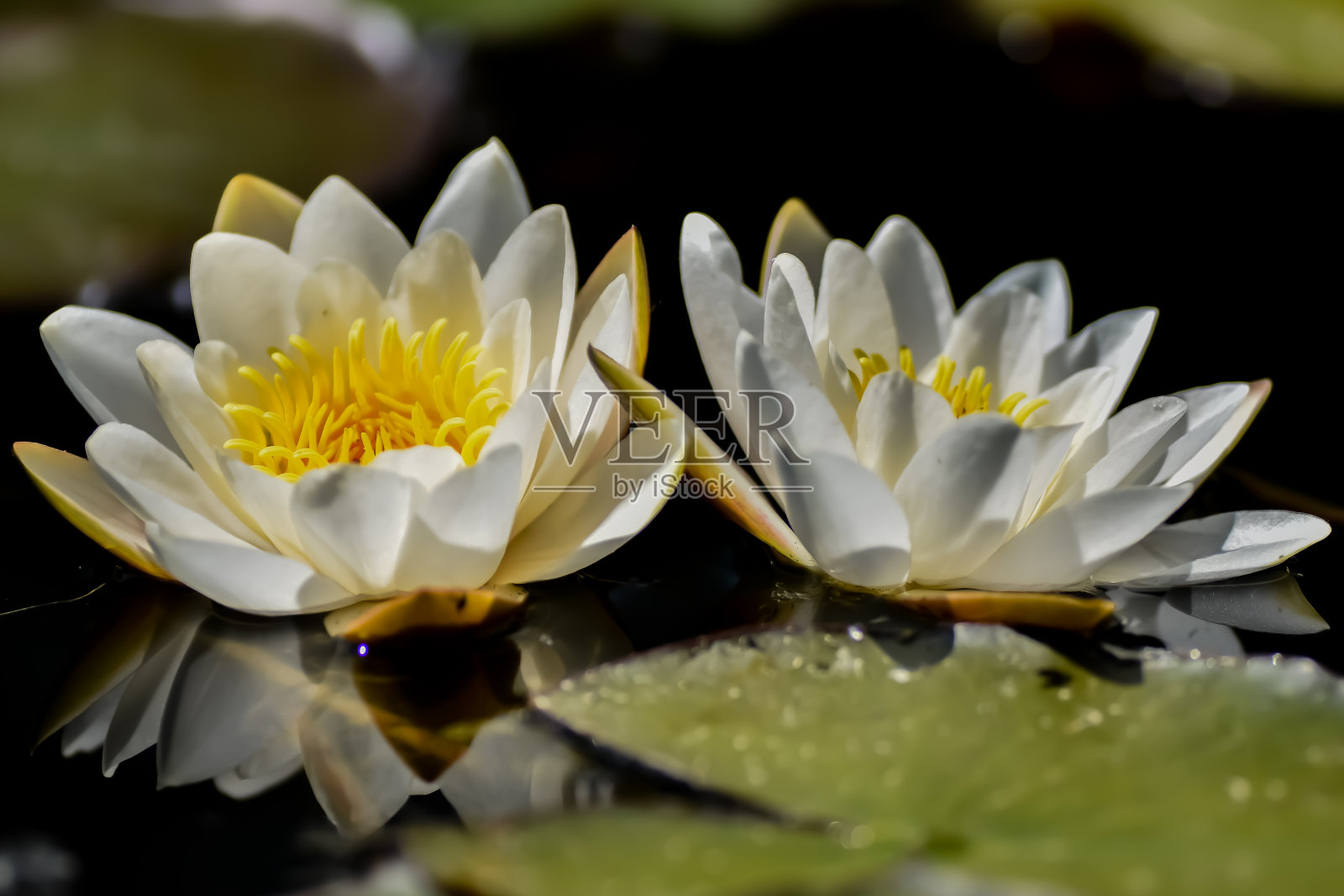 水百合照片摄影图片