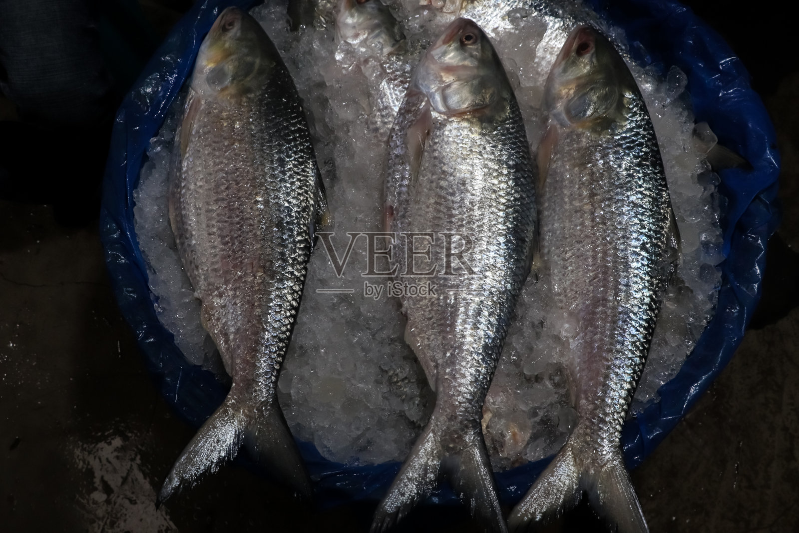 孟加拉独家珍稀希尔萨鱼图片照片摄影图片