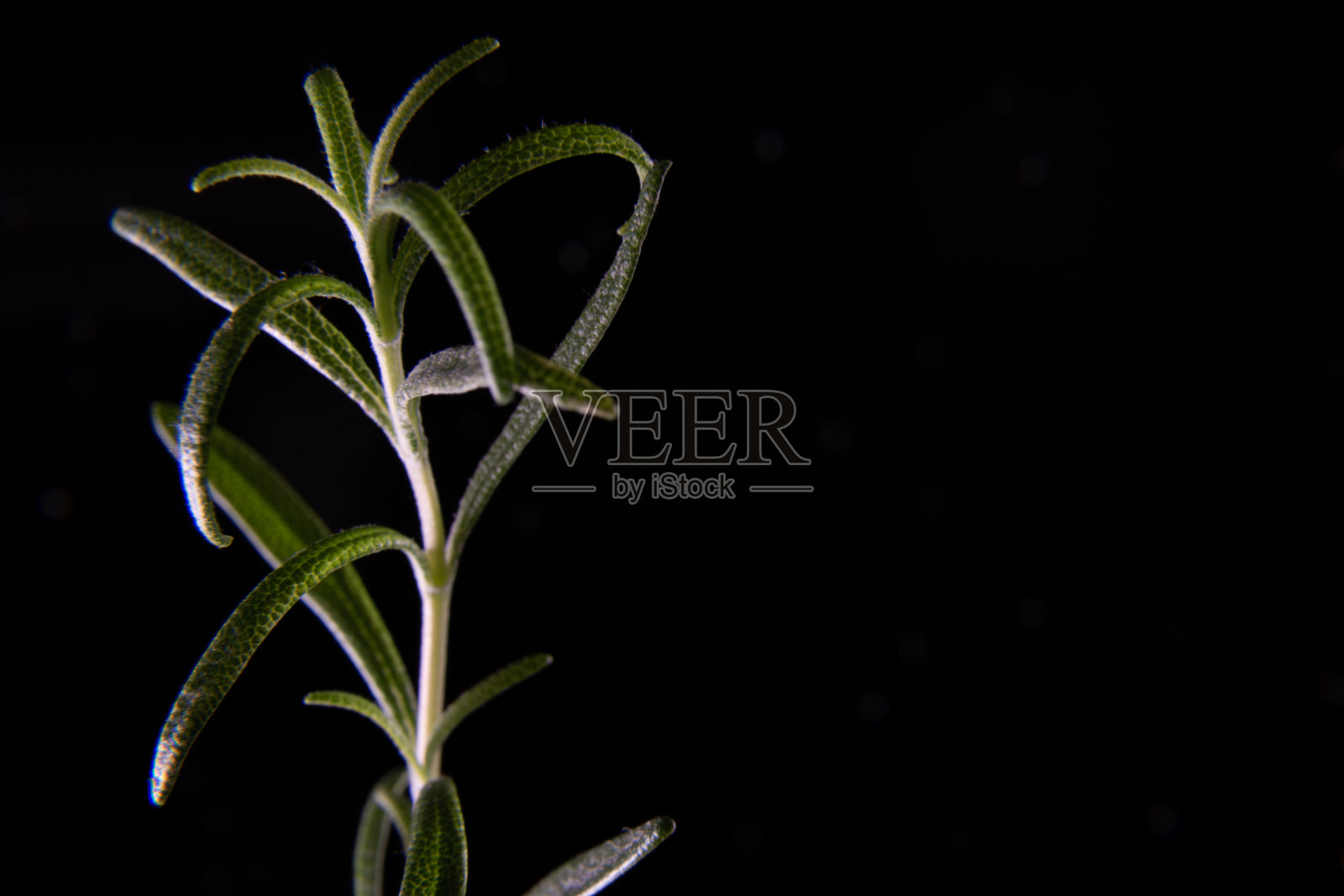 食物背景-接近迷迭香照片摄影图片