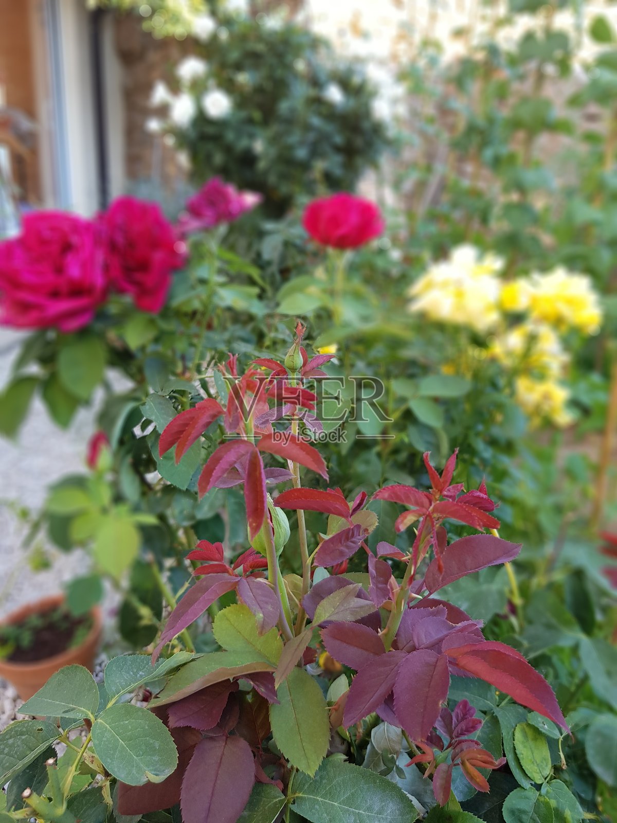 罗萨莱斯照片摄影图片