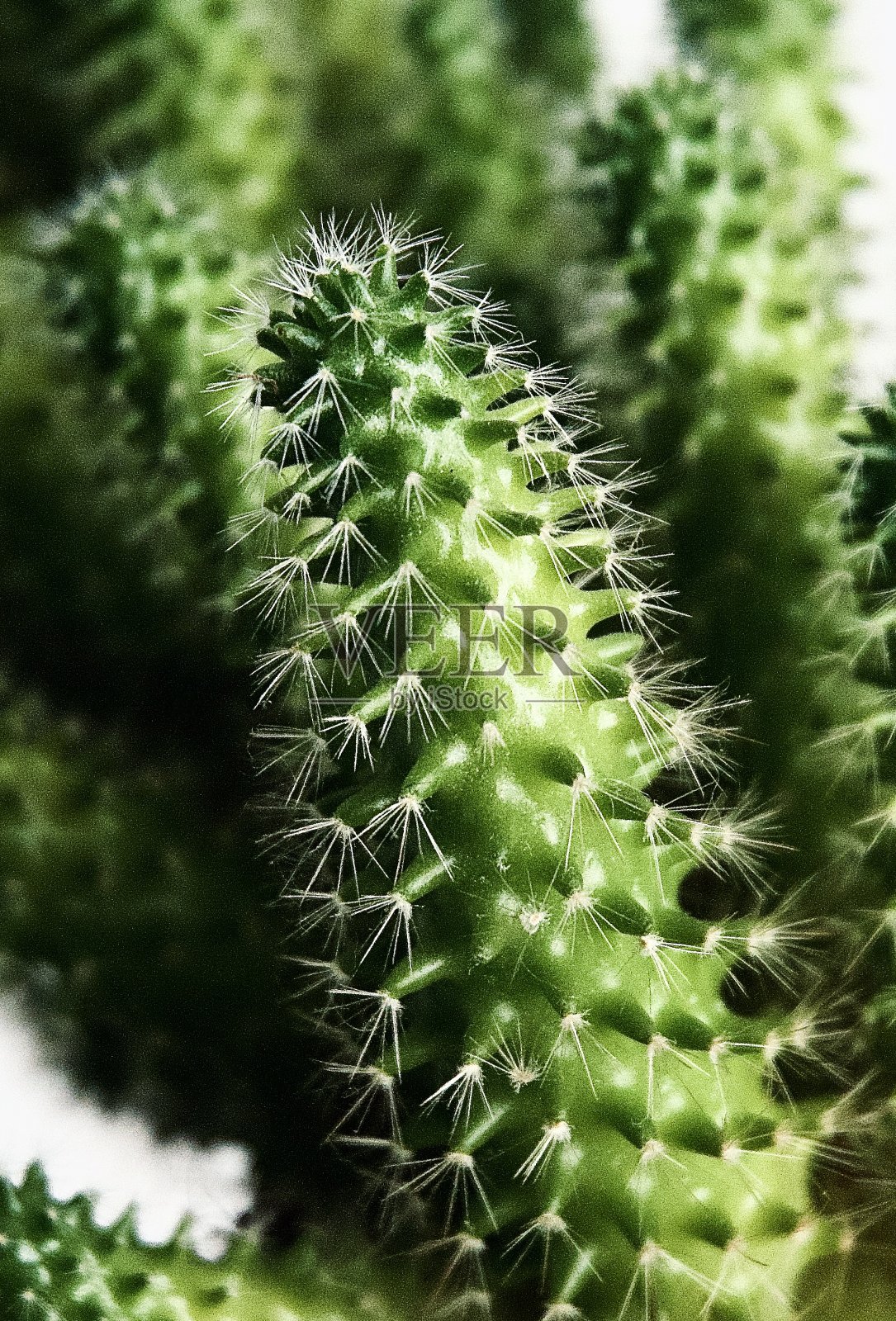 仙人掌照片摄影图片