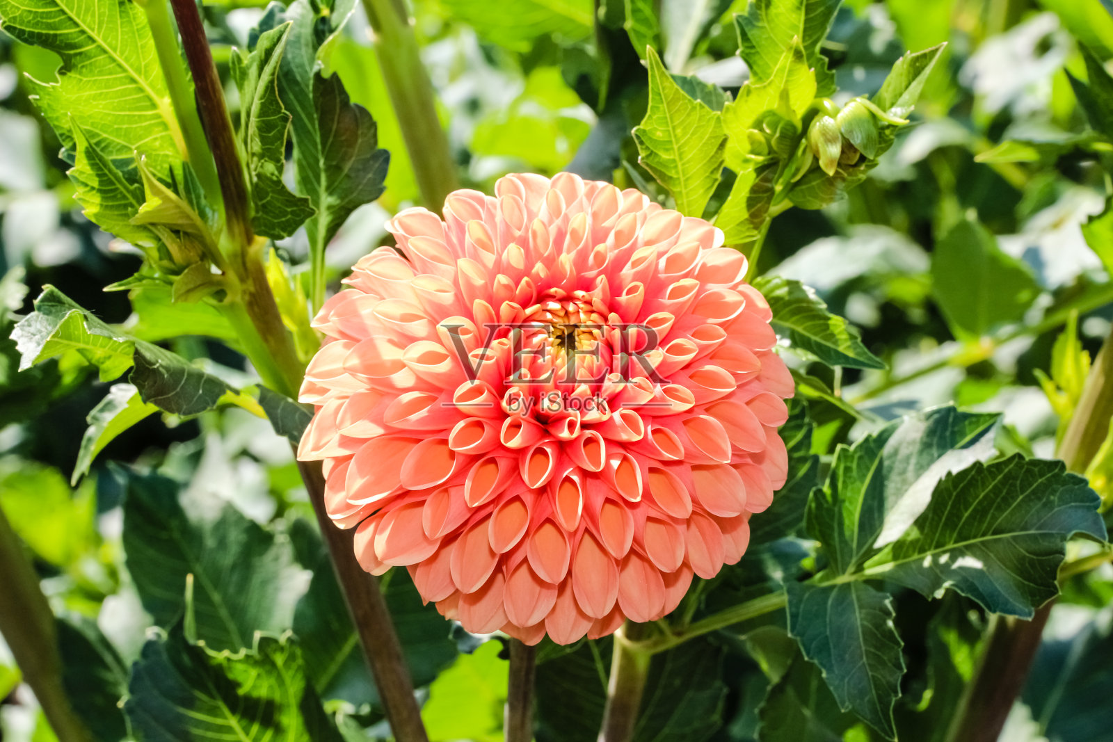 橙色的大丽花在花园里盛开。照片摄影图片
