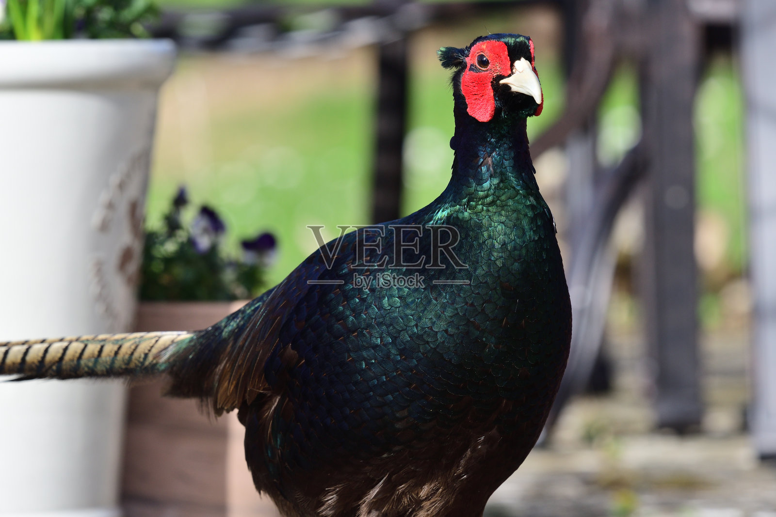 Melanistic野鸡照片摄影图片