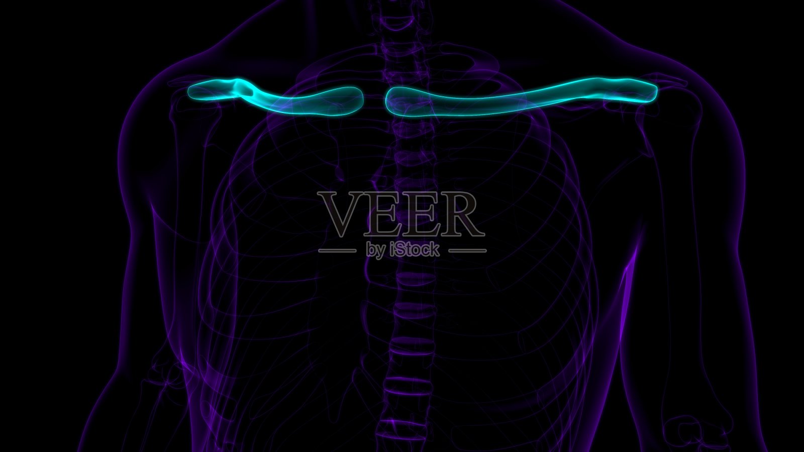人类骨骼解剖锁骨3D渲染照片摄影图片