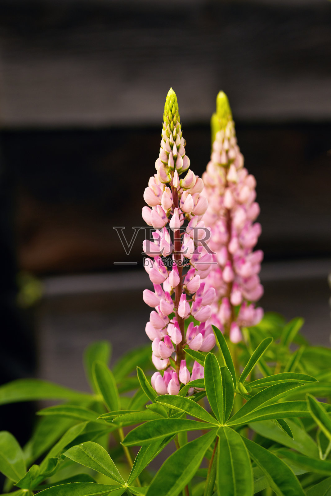 美丽的羽扇豆花特写在一个木制的背景在花园里。粉红色的花序照片摄影图片