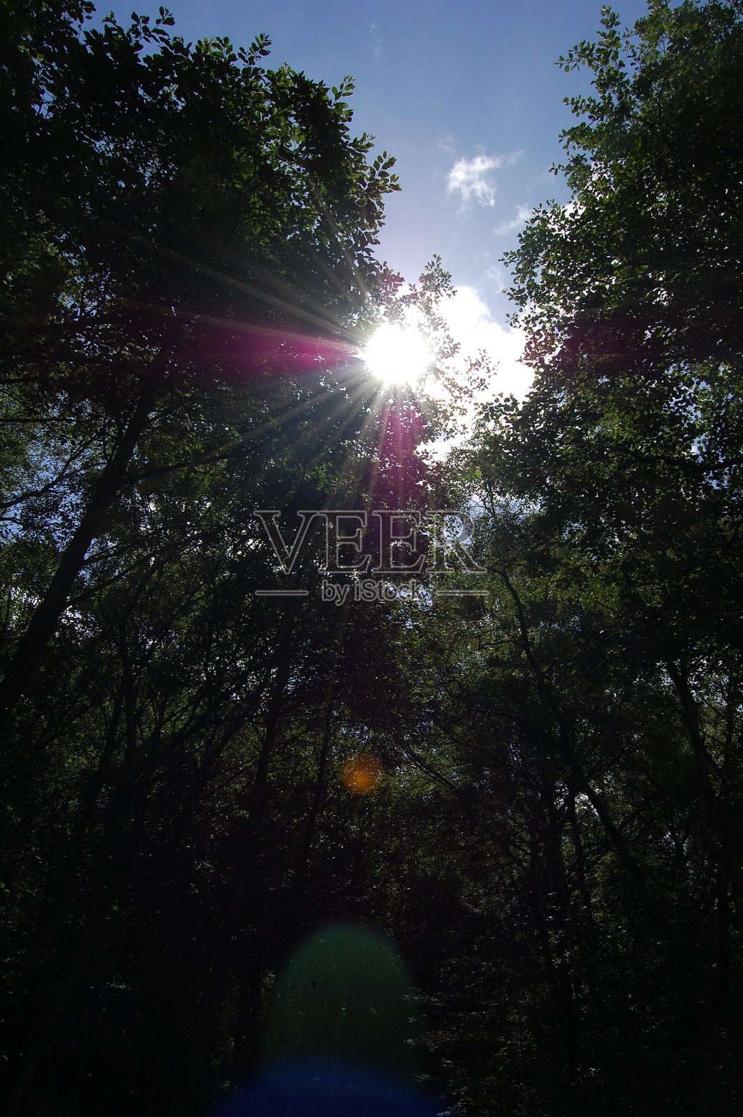 阳光穿过树梢，形成了阳光。照片摄影图片