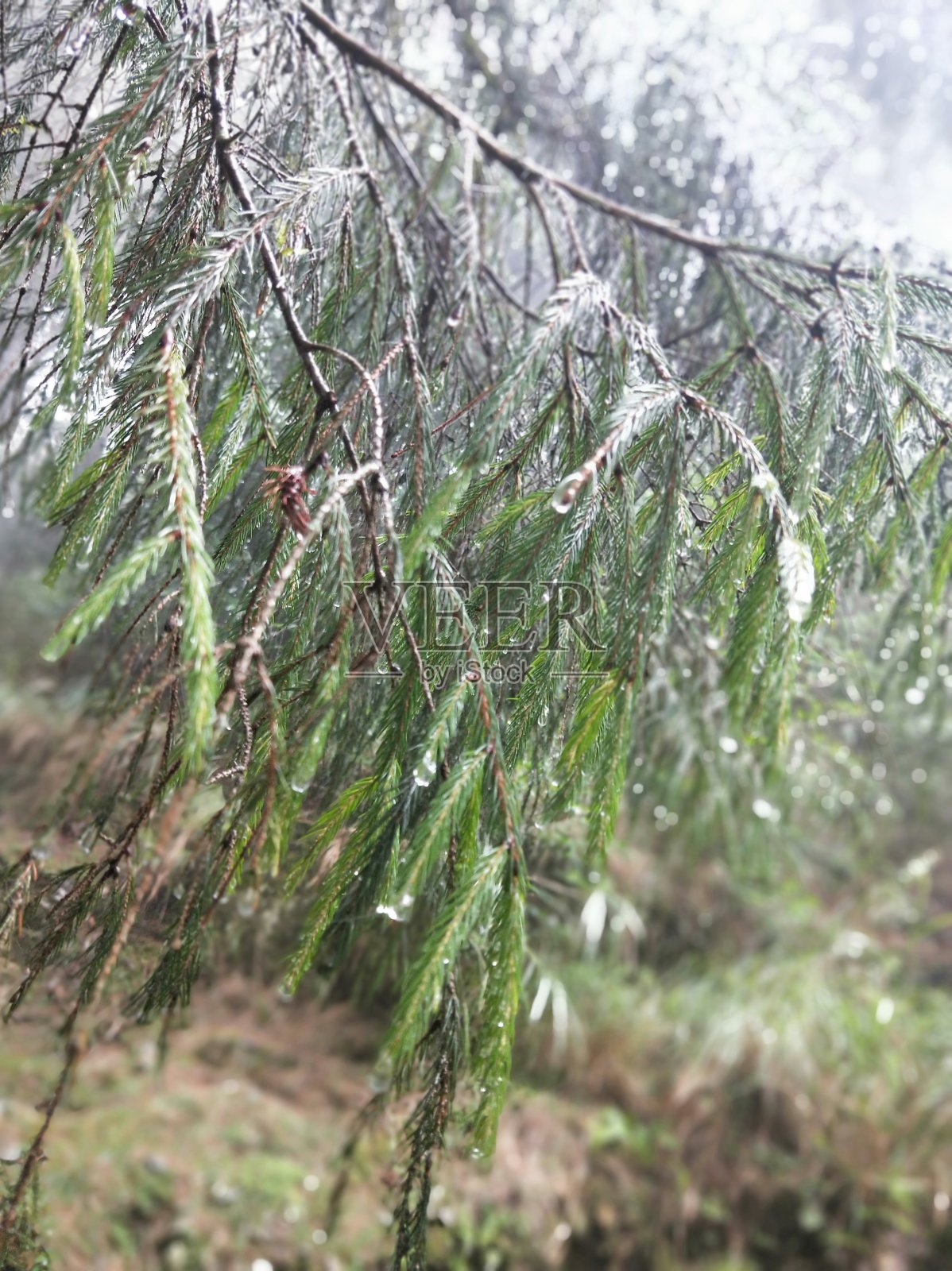 露湿的植物。照片摄影图片