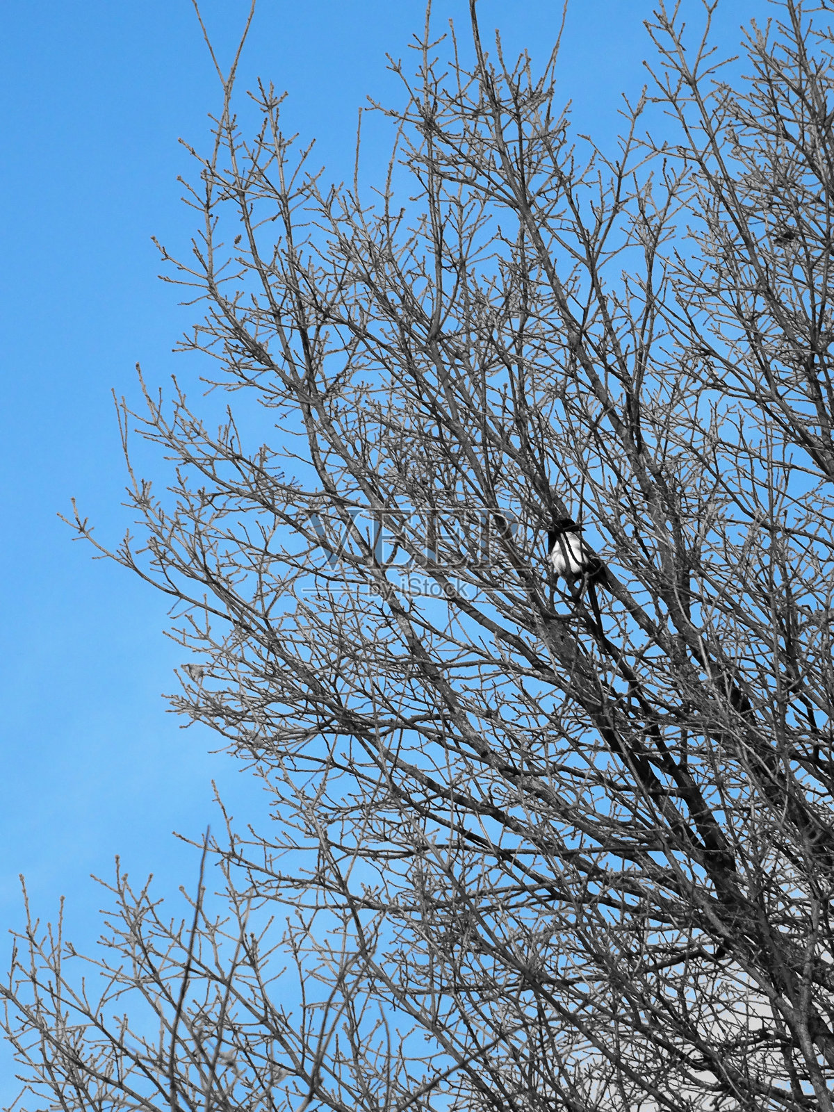 一只黑白相间的鹊派栖息在以蓝天为背景的树上照片摄影图片