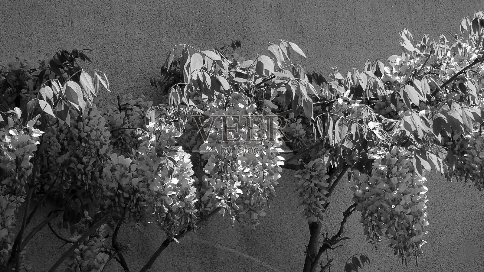 紫藤落花沿着一堵灰色的墙爬行照片摄影图片