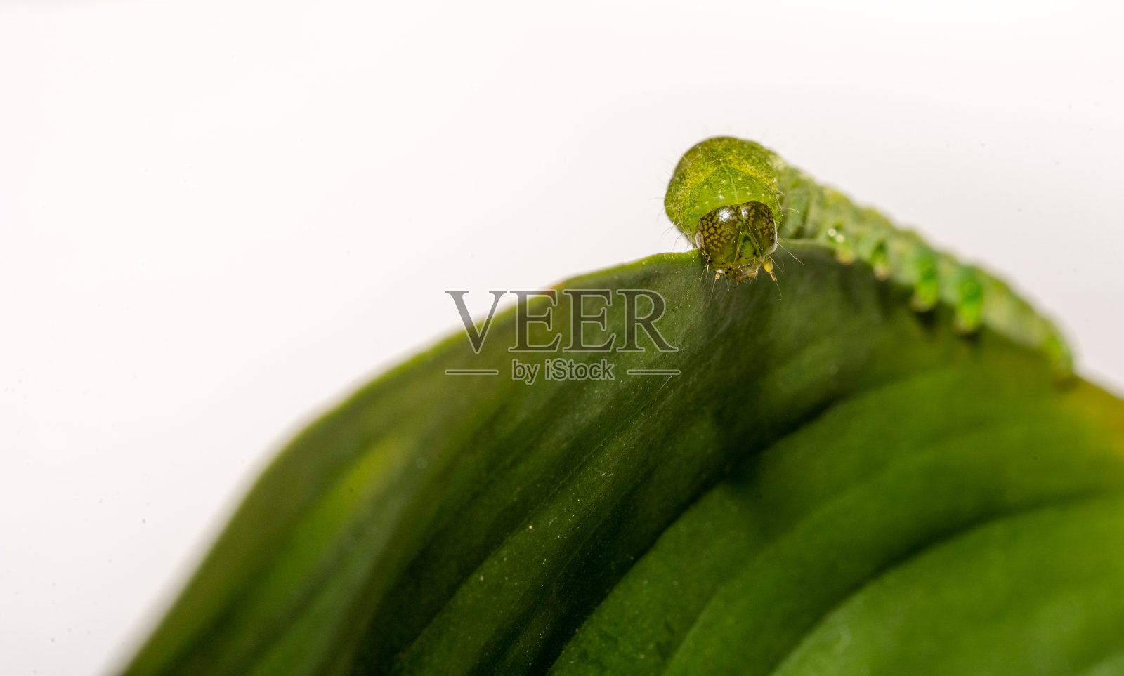 白底上绿叶上的angel Shades毛毛虫的特写照片摄影图片