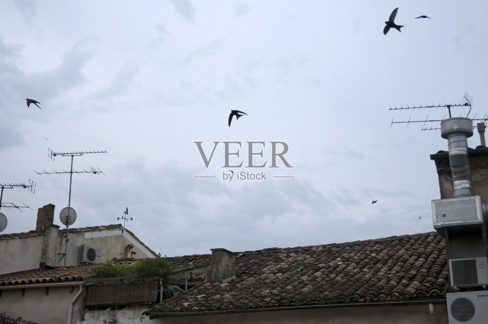 城里常见的雨燕(Apus Apus)照片摄影图片