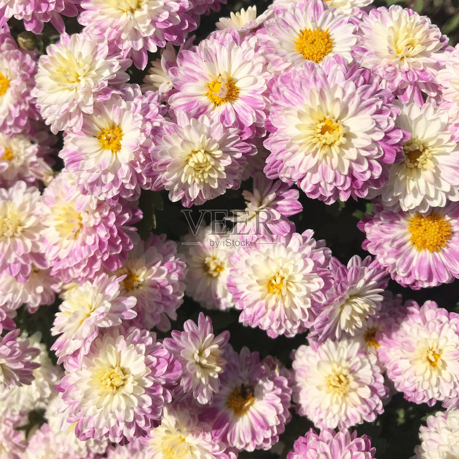 秋天的花照片摄影图片