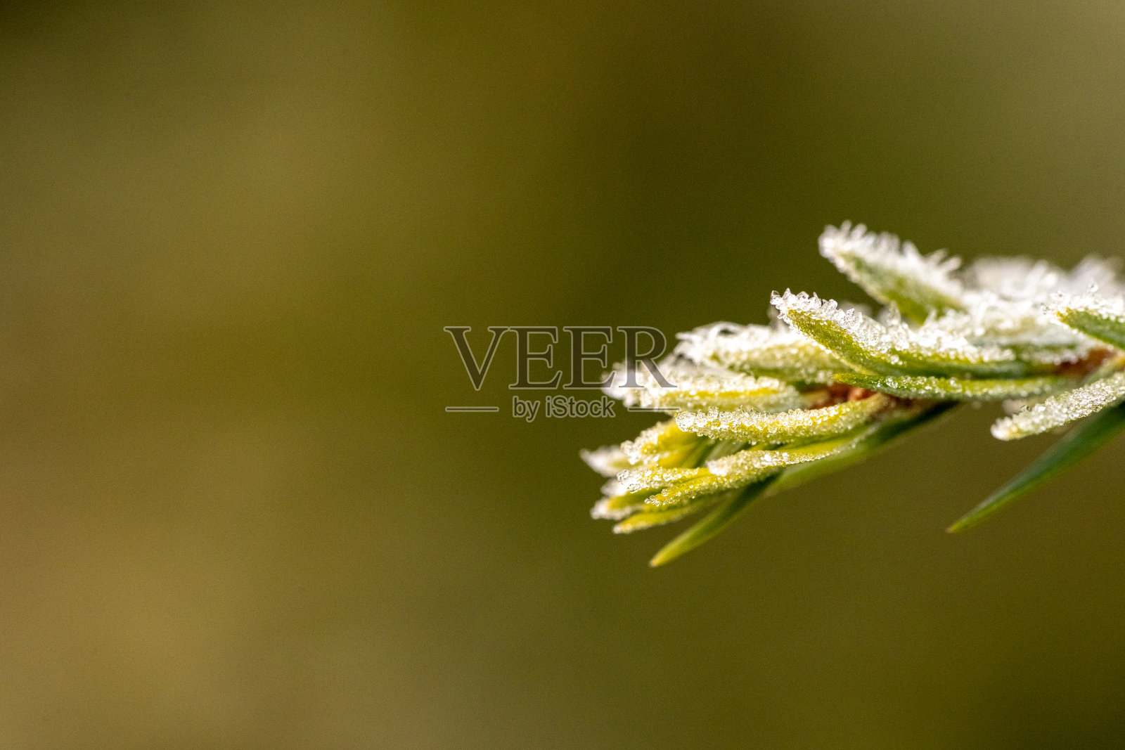 冬天寒冷的背景-松枝绿针覆盖着白色霜霜和雪花在森林日落在阳光下。雪后冰冻植物特写。照片摄影图片