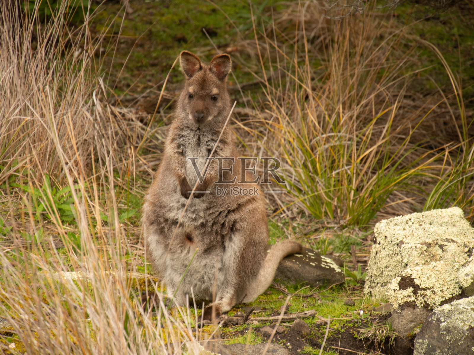 塔斯马尼亚的野生沙袋鼠照片摄影图片