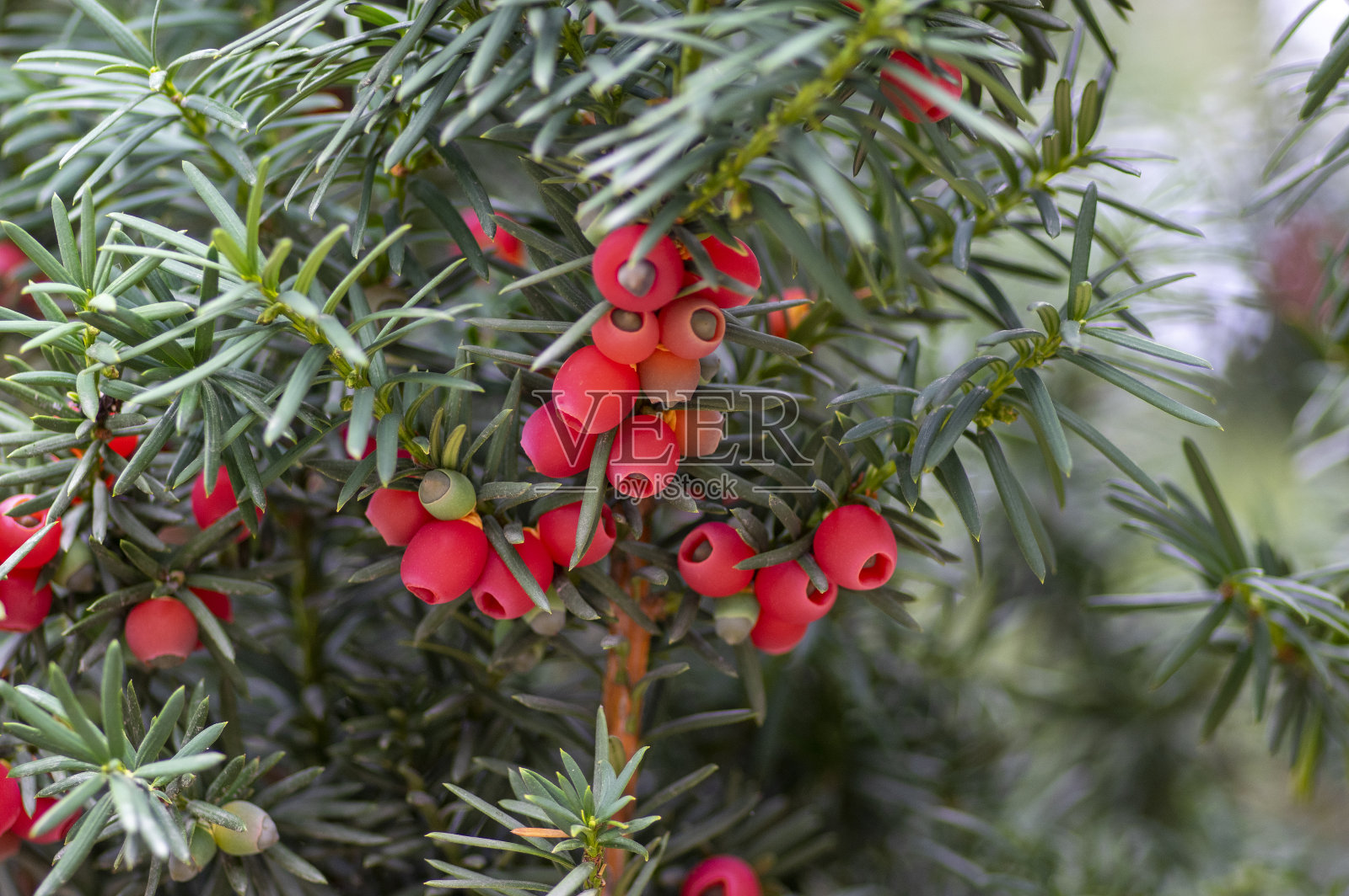 欧洲红豆杉是一种观赏公园针叶树灌木，果实有毒且苦涩照片摄影图片