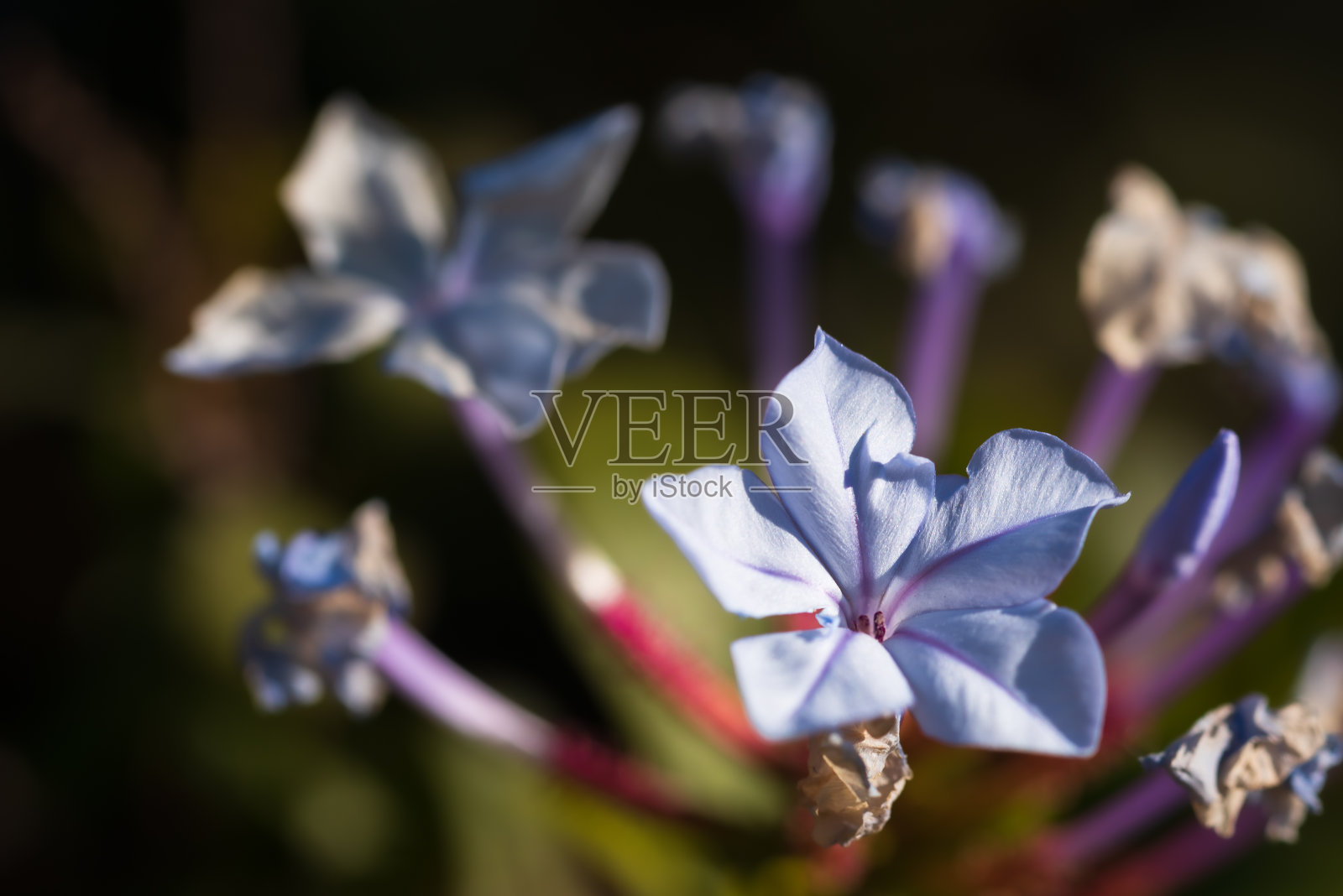 淡蓝色茉莉花照片摄影图片
