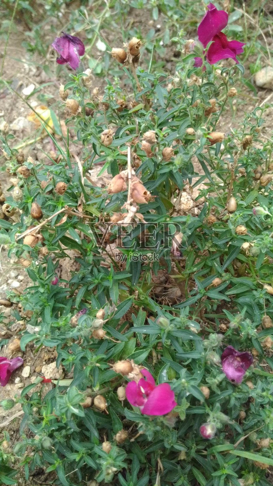 从大自然中开出粉红色的花朵照片摄影图片