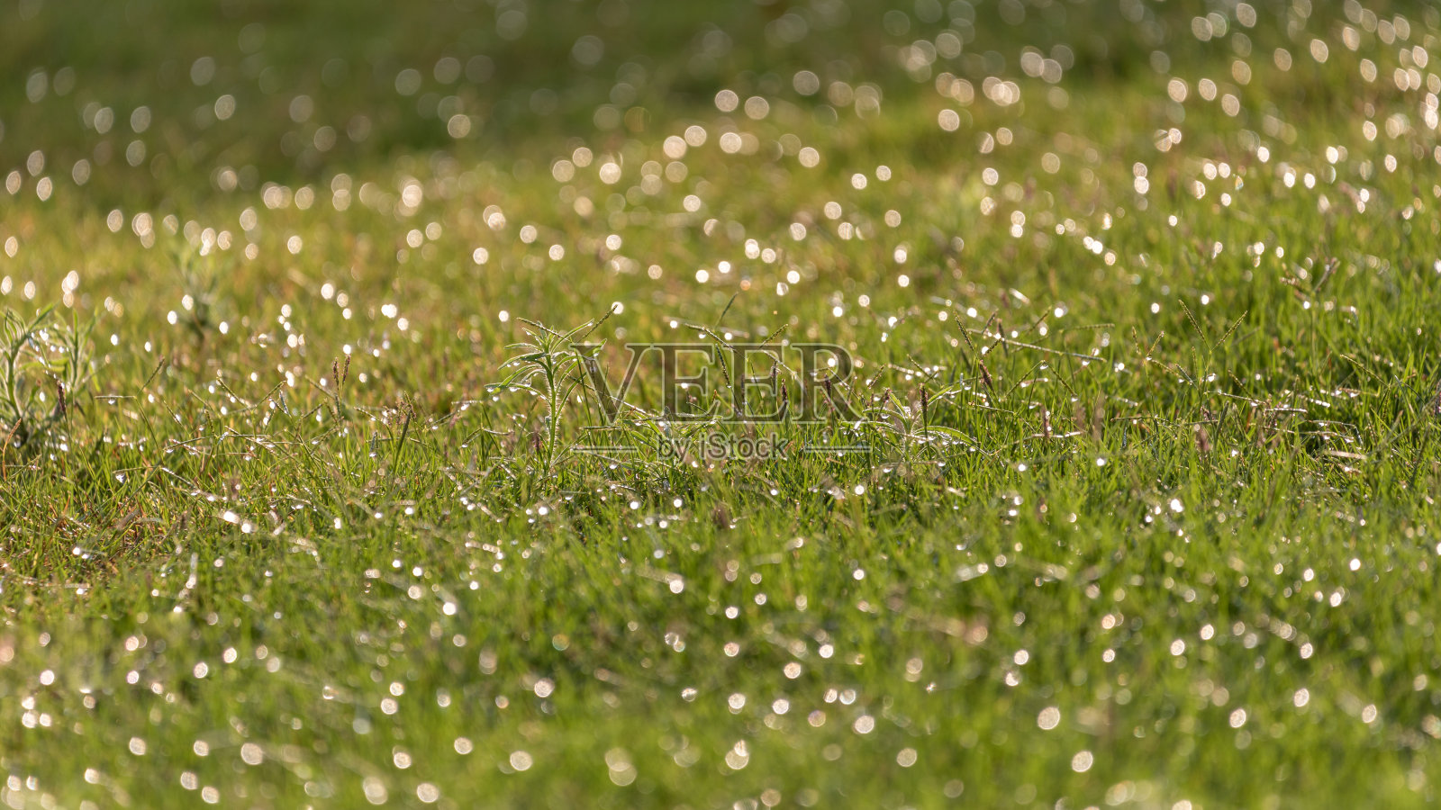 沙漠中带着露水的绿草照片摄影图片