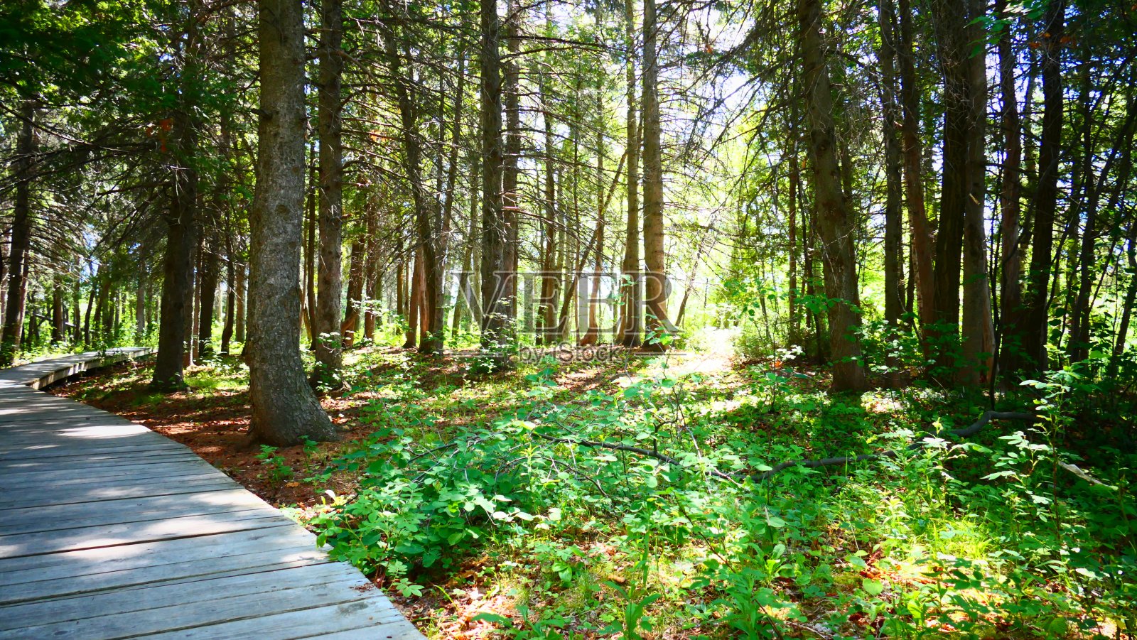 木头走在阳光下的森林里照片摄影图片