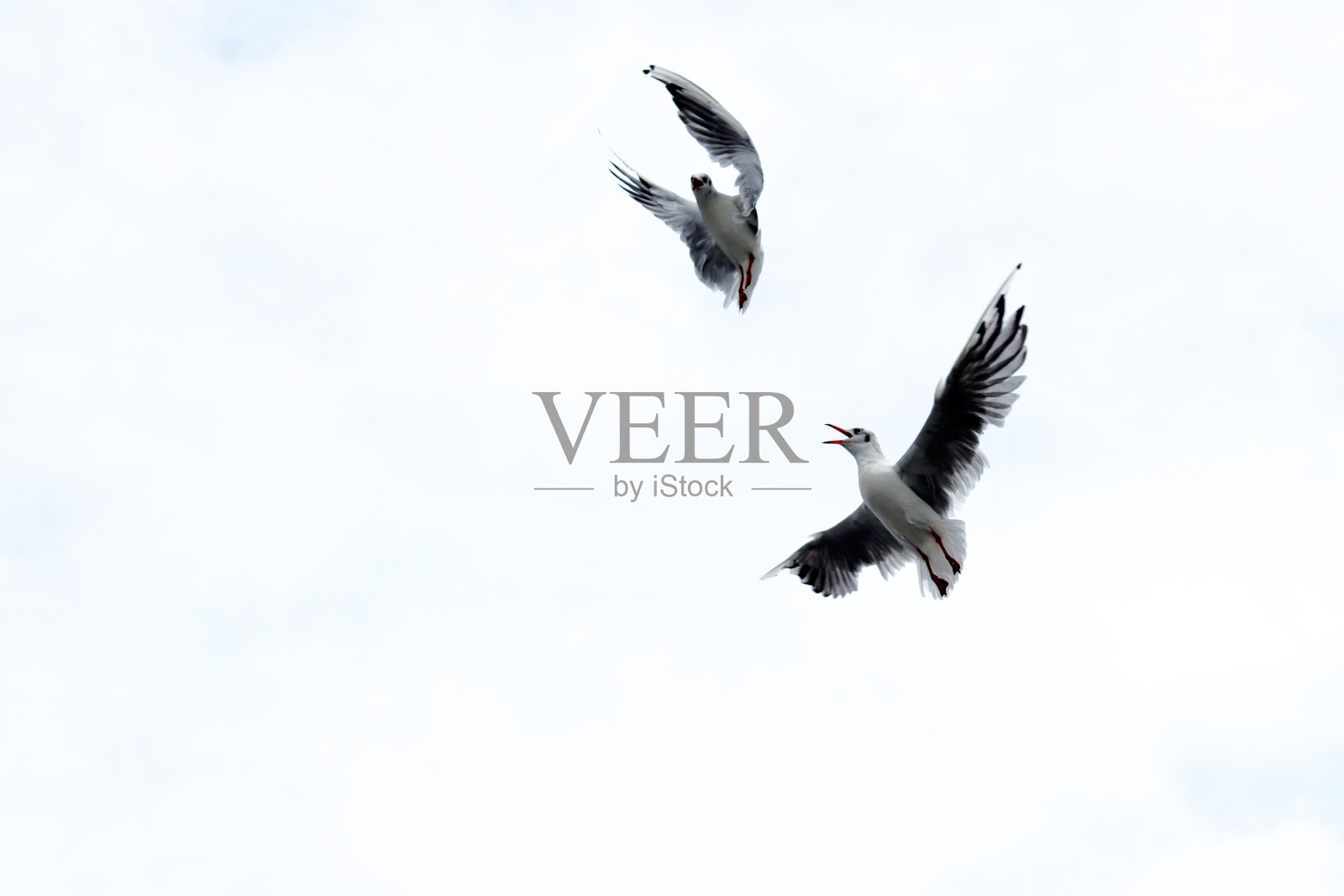 戏剧性的海鸥在白色的天空打架照片摄影图片