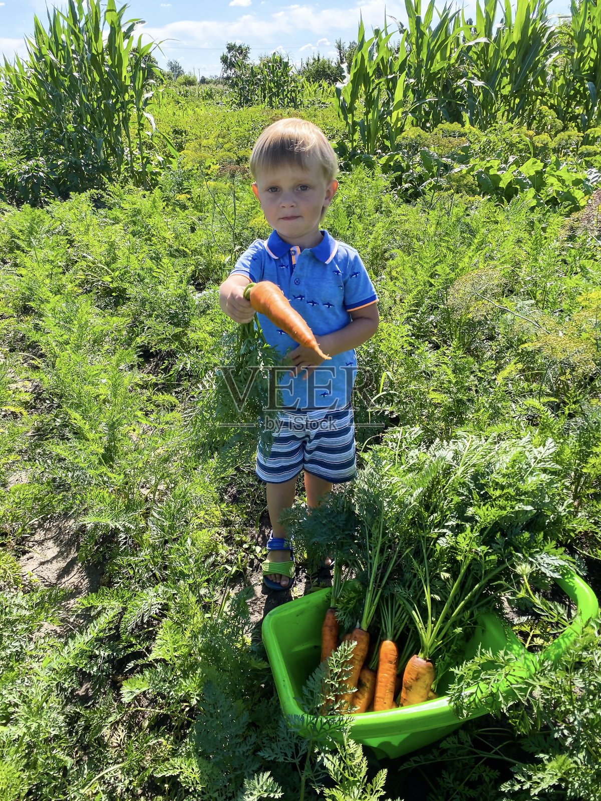 一个快乐的、皮肤白皙的小孩儿推着一辆花园手推车，在花园里捡胡萝卜。照片摄影图片