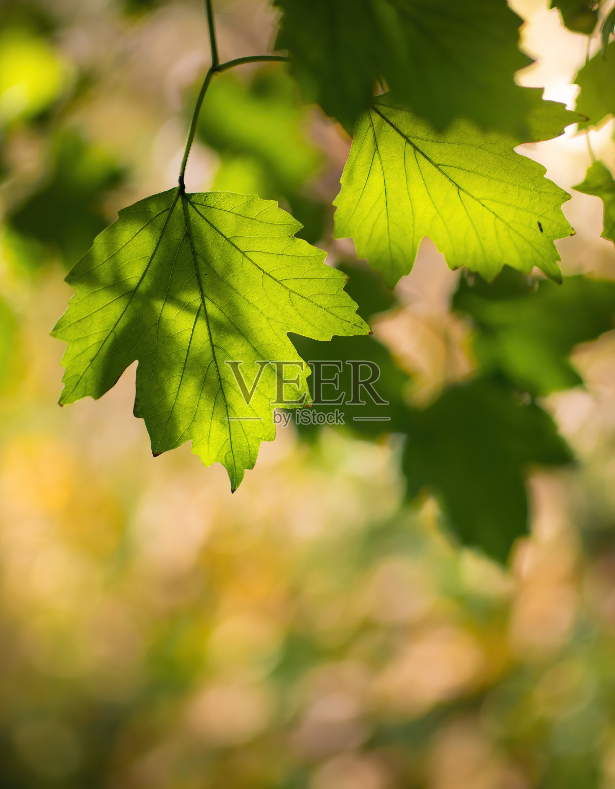 小枝上有枫叶照片摄影图片