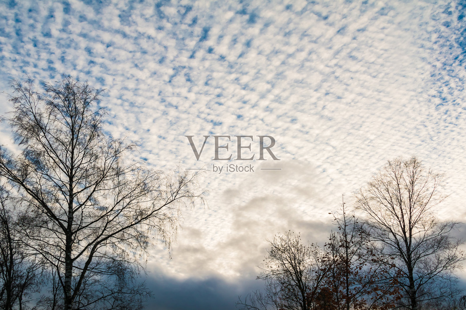 天空背景上的光秃秃的树木照片摄影图片