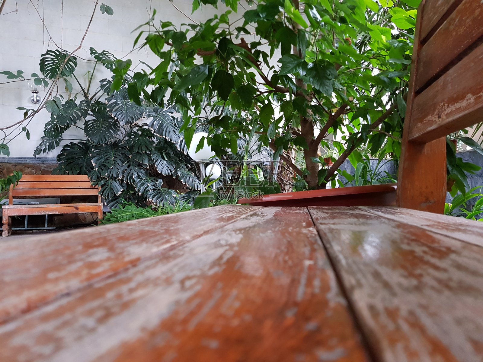 盆栽和树桩中的热带植物。室内有绿色植物的温室照片摄影图片