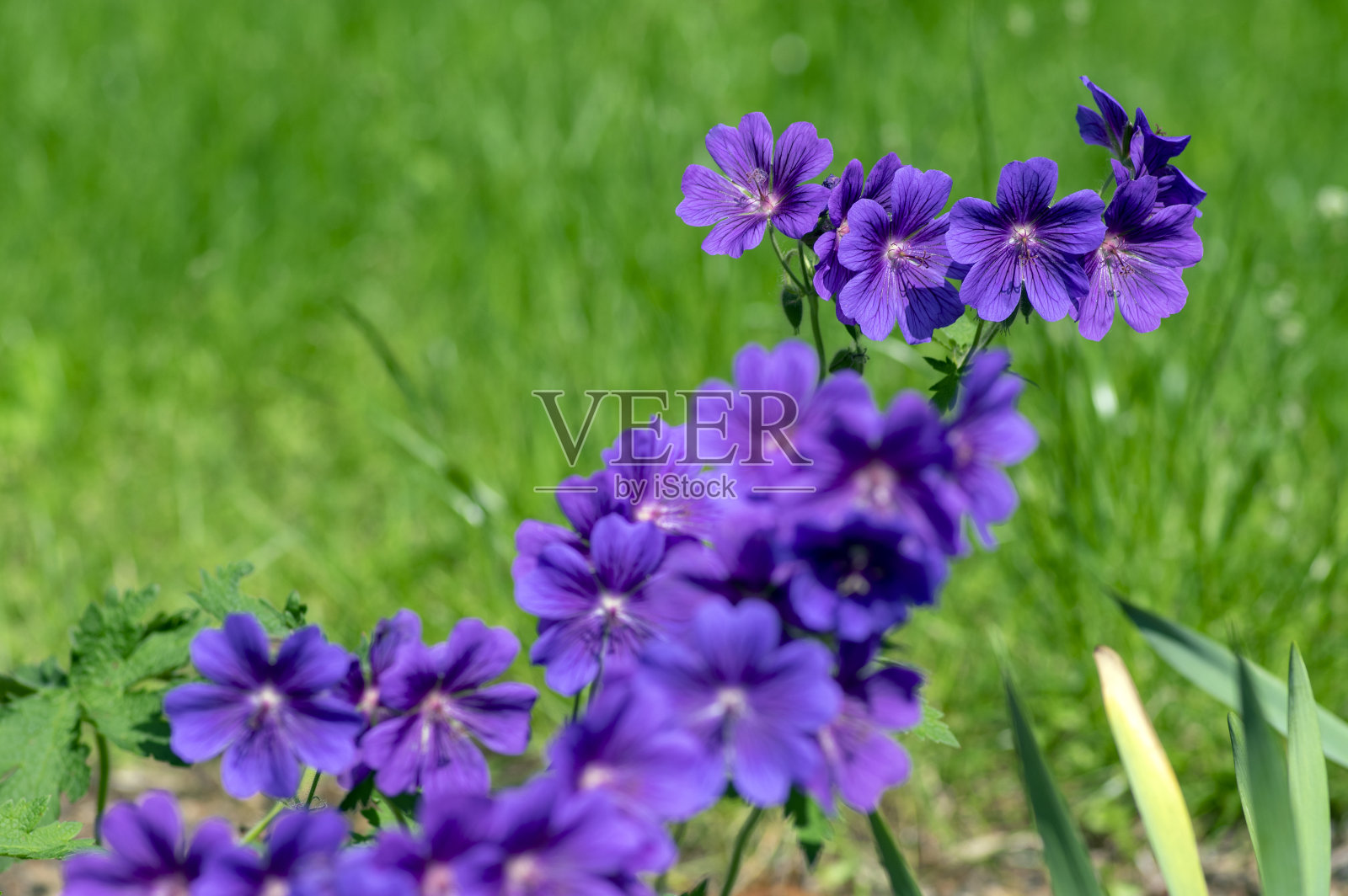 天竺葵美丽的紫鹤在盛开，观赏花园中的开花植物在白天照片摄影图片