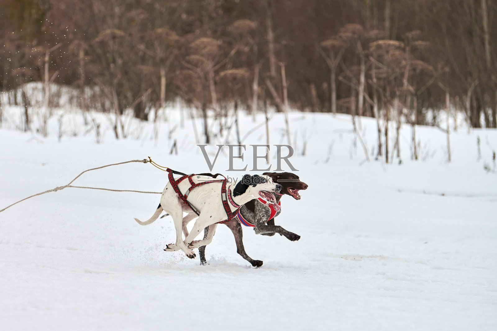 猎狗在雪橇狗赛跑照片摄影图片