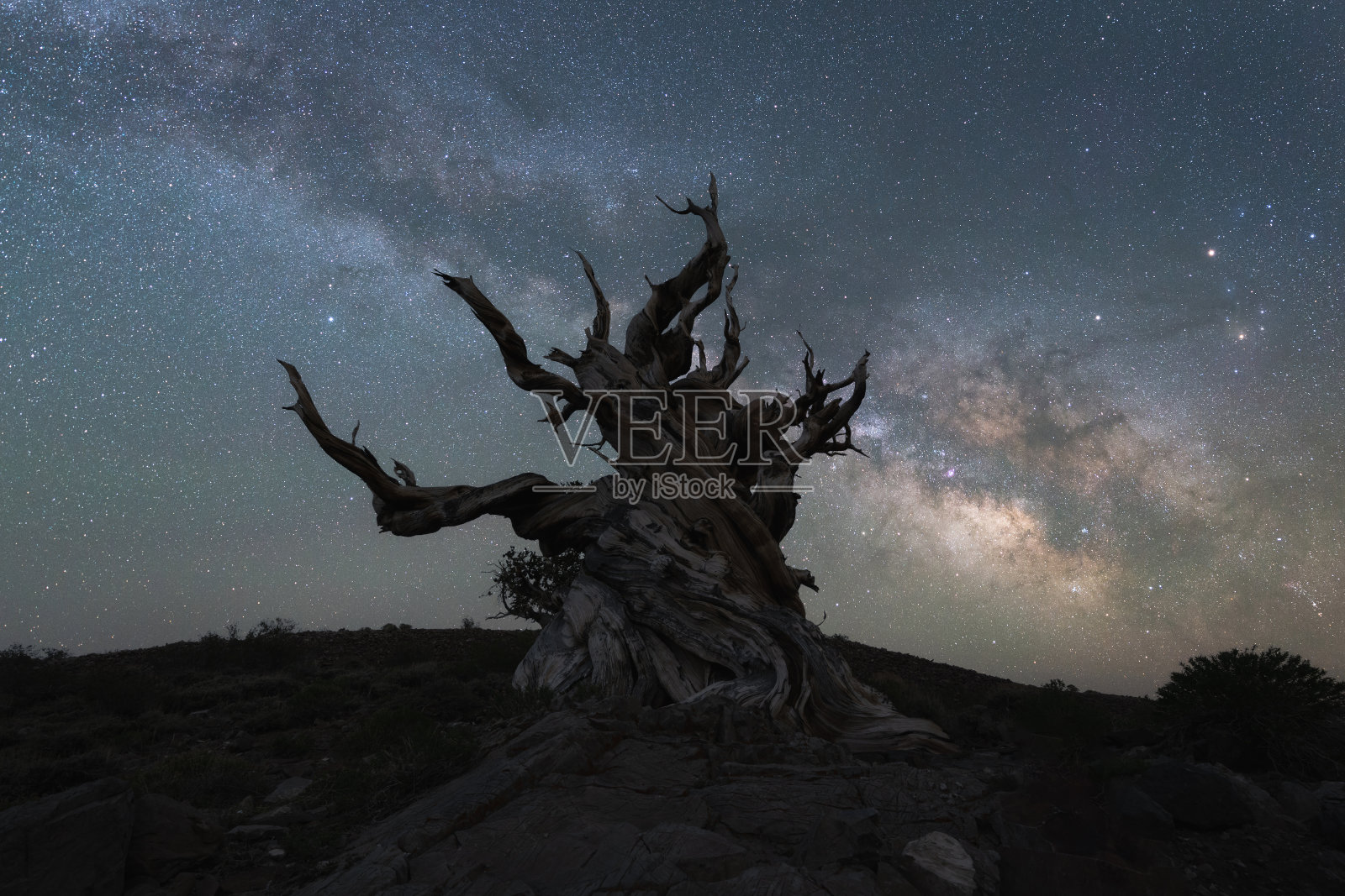 银河系中一棵令人毛骨悚然的扭曲树的剪影照片摄影图片