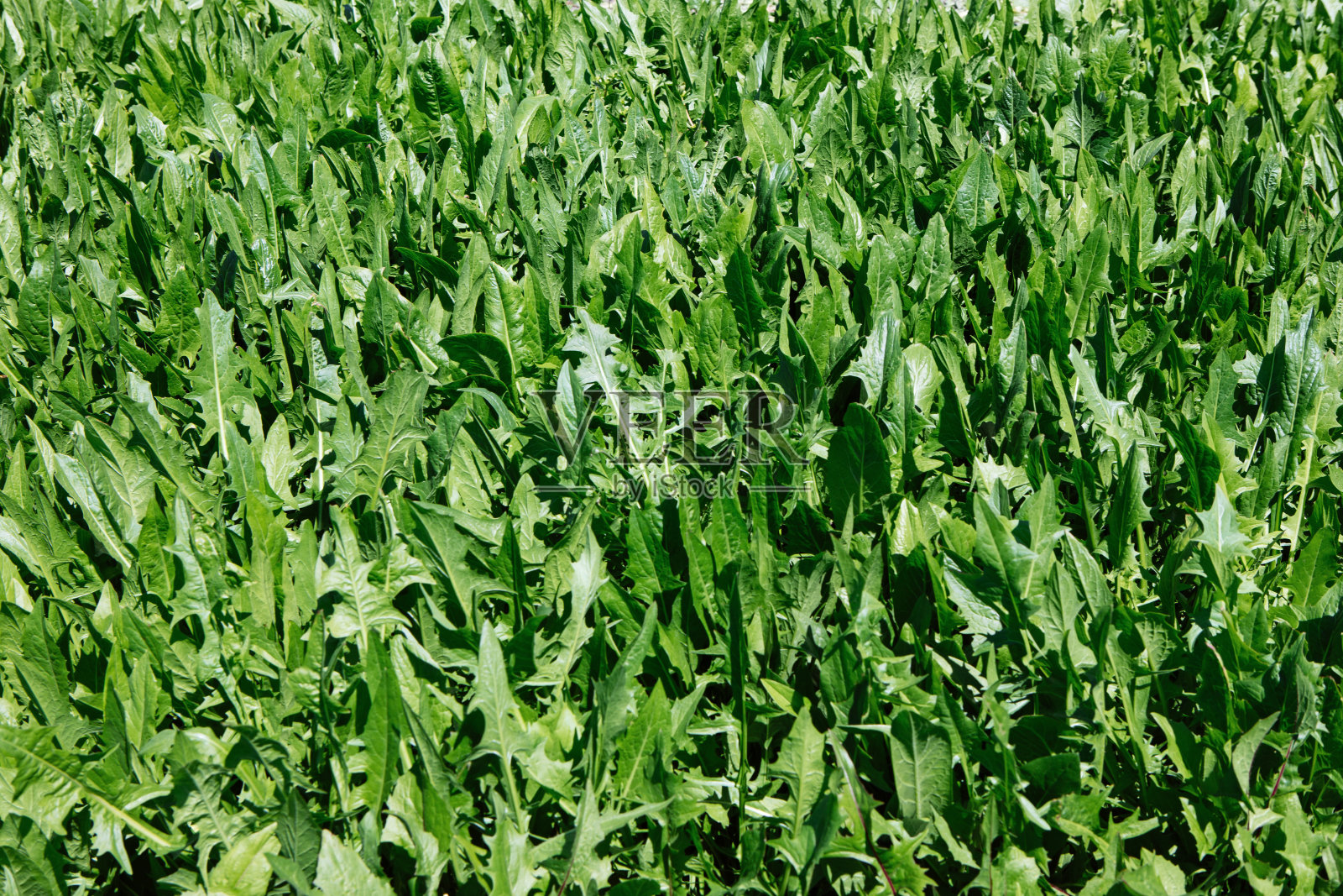 菊苣(“菊苣”)农田照片摄影图片