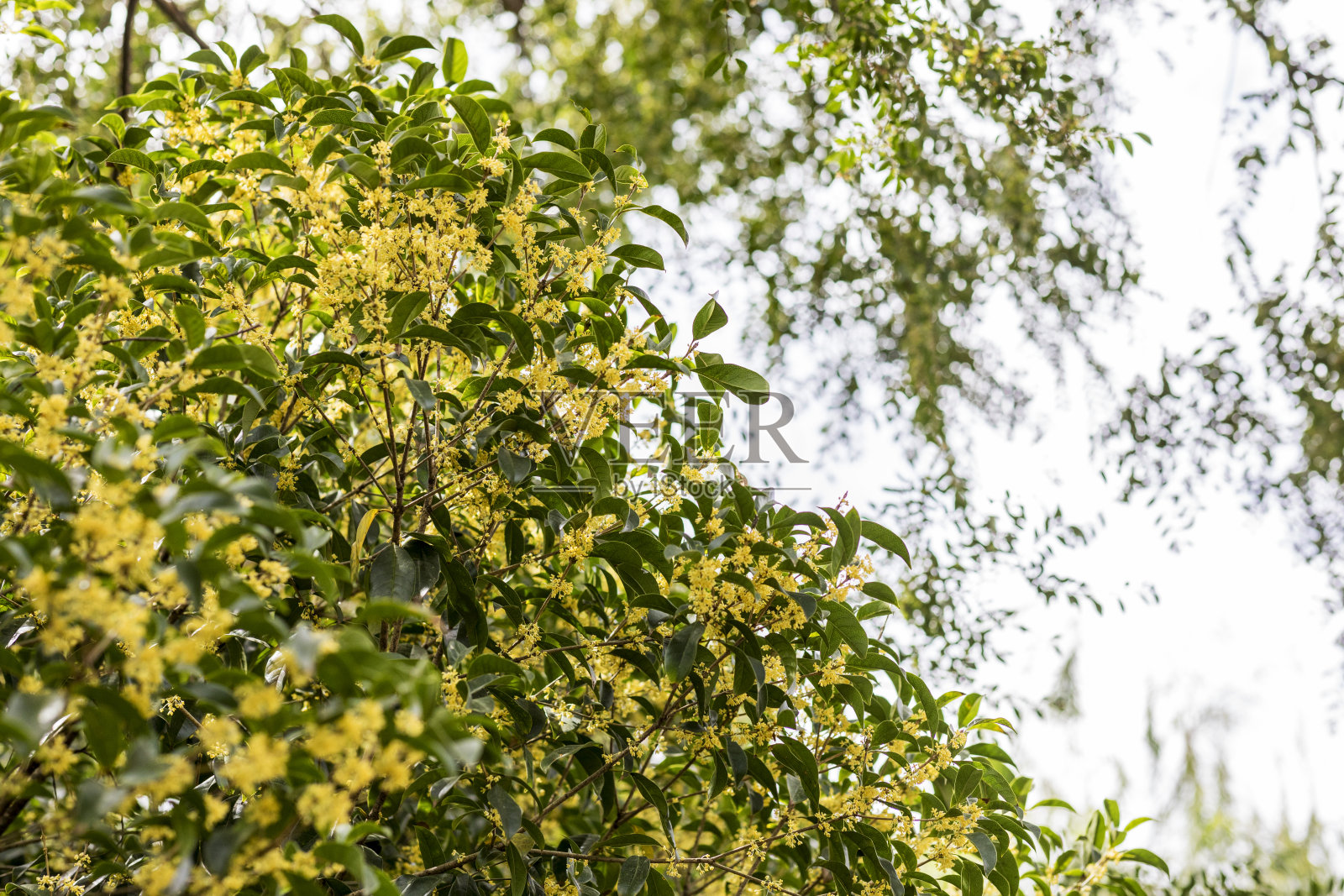 桂花盛开在秋天照片摄影图片