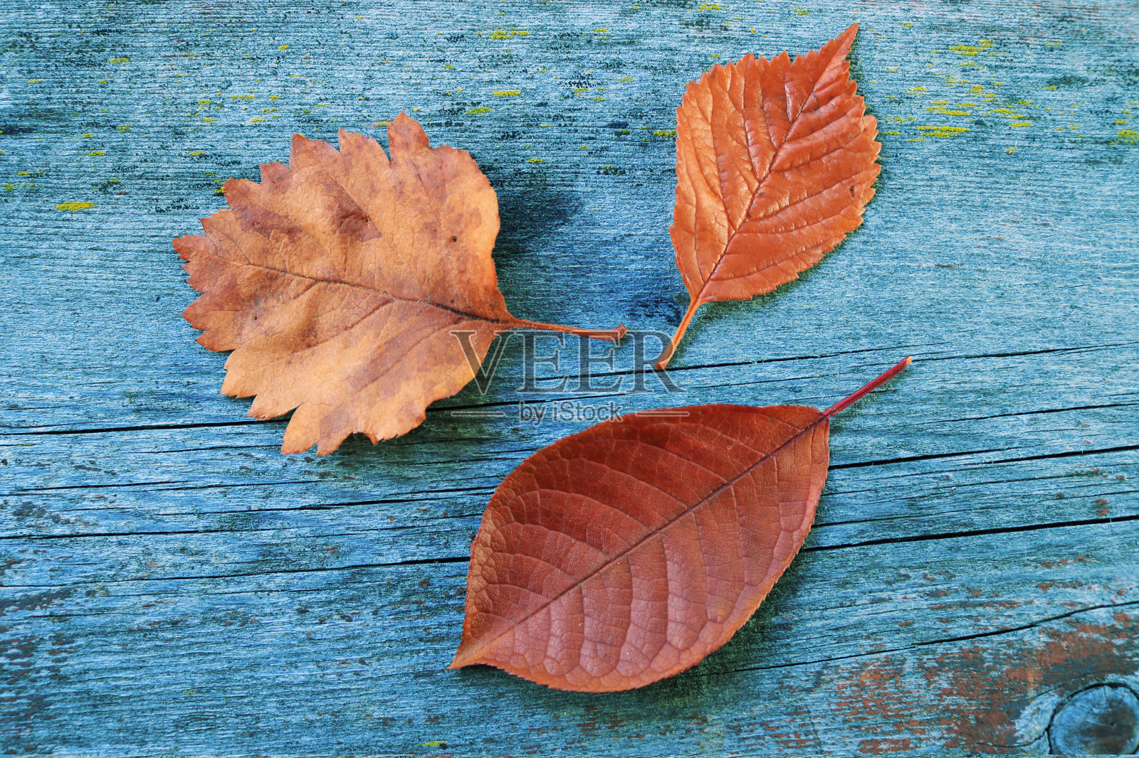 色彩斑斓的秋叶从上面俯瞰，平躺着照片摄影图片