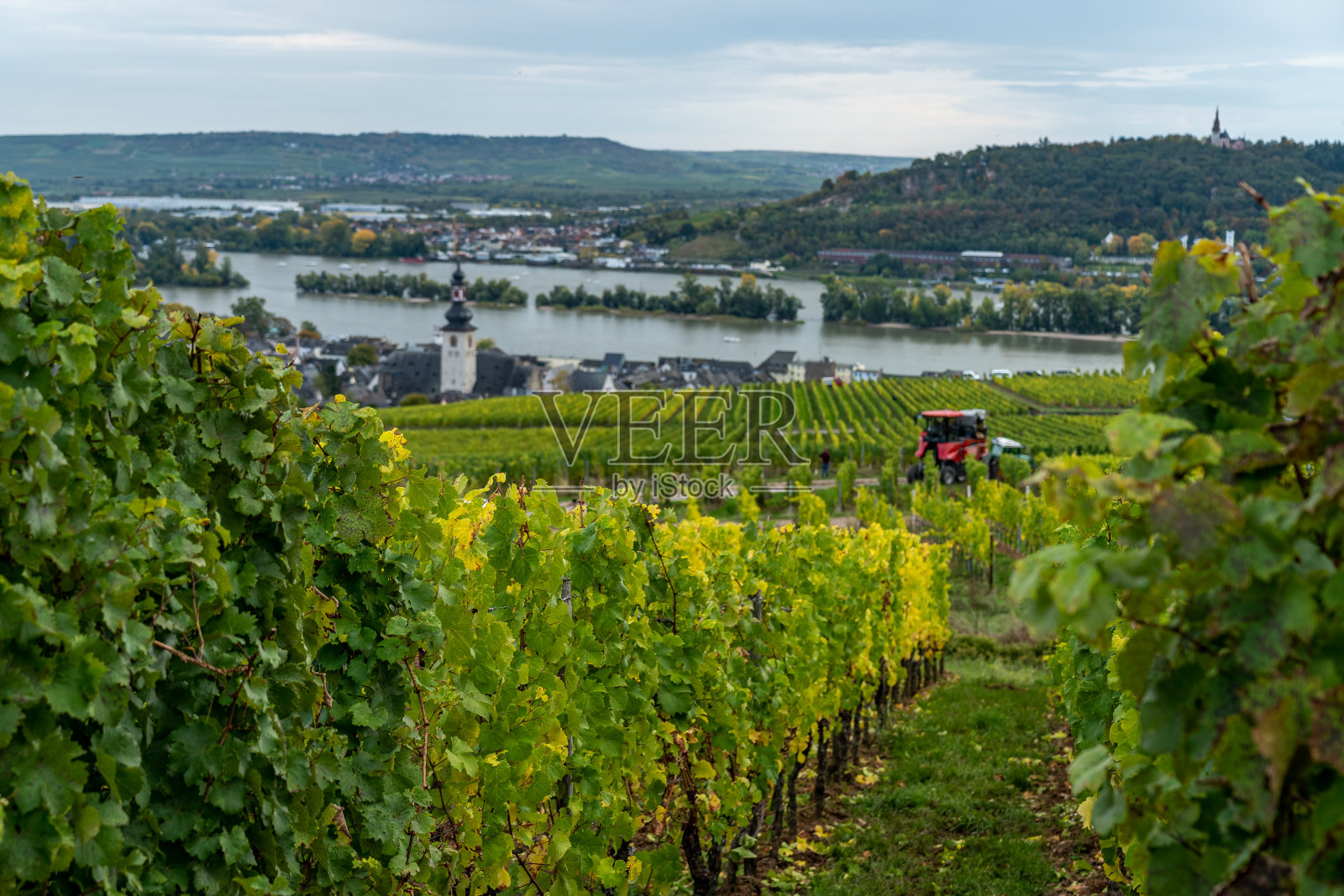 德国莱茵河谷中部ruedesheim的葡萄园照片摄影图片