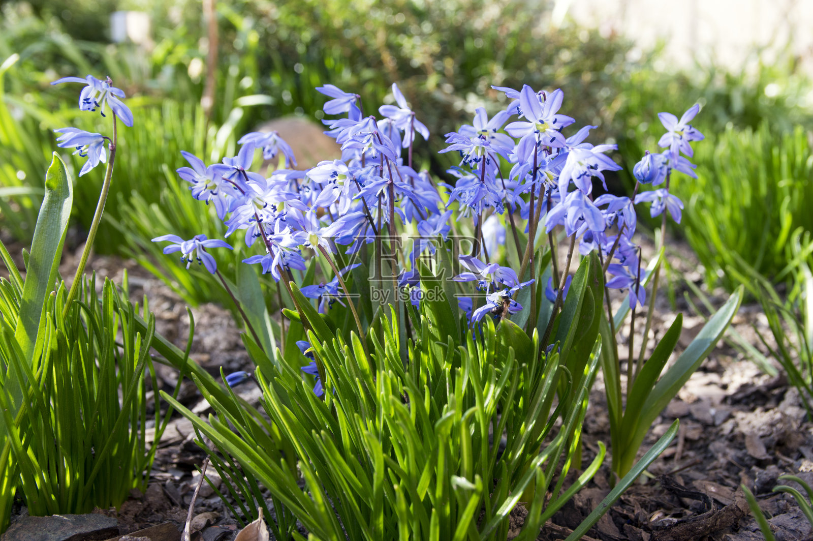 紫绵草是春天里的蓝色小花，近看球茎开花的植物照片摄影图片